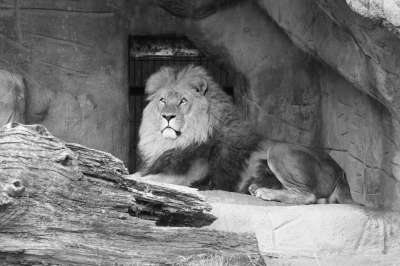 狮子 宿醉 兽中之王 大猫 捕食者 Zoolöwe 大华 动物园