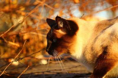猫 落下 暹罗 宿醉夜光 秋叶 树叶 小猫