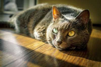 猫 基蒂 猫科动物 宠物 动物 国内的 小猫 可爱的 毛茸茸的