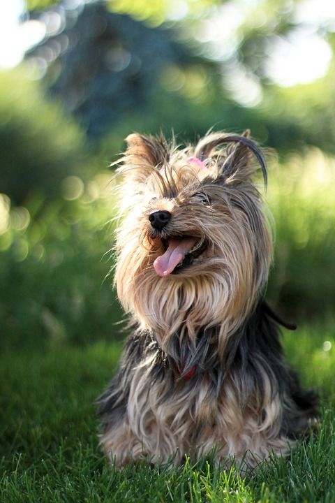 狗 动物 肖像 约克郡 梗犬 约克夏犬 宠物 绿色的肖像