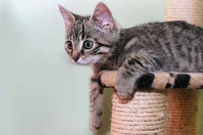 猫 家猫 品种猫 家畜 动物 猫眼 小猫 野生动物 猫脸 眼睛