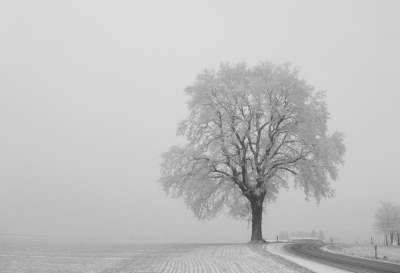 树 冬天 个人 景观 小路 寒冷的 自然 路 冰淇淋 雪