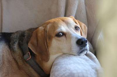 可爱的 狗 动物 猎犬 犬类 看着 宠物 棕色的狗