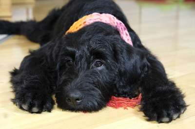 狗 小狗 Labradoodle 雪纳瑞犬 拉布拉多 贵宾犬