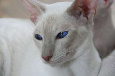暹罗 眼睛 猫 小猫 毛皮 可爱的 动物 食肉动物 蓬松的