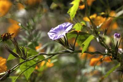 喇叭花 野花 紫色的花朵 花园 盛开 植物群 自然 秋天 景观