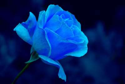 玫瑰 蓝色玫瑰 蓝色花 开花 花 染 颜色理论 生活在色彩中