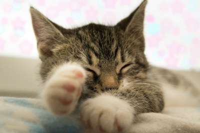 宿醉 小的 鲭鱼 小猫 家猫 家畜 可爱的 猫 猫宝宝 打呵欠