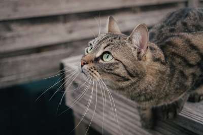 猫 虎斑猫 宠物 动物 国内的猫 猫科动物 哺乳动物 可爱的