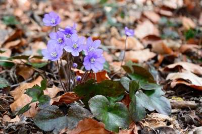 肝花 开花 花 盛开 春天 地面 森林 自然 森林地面