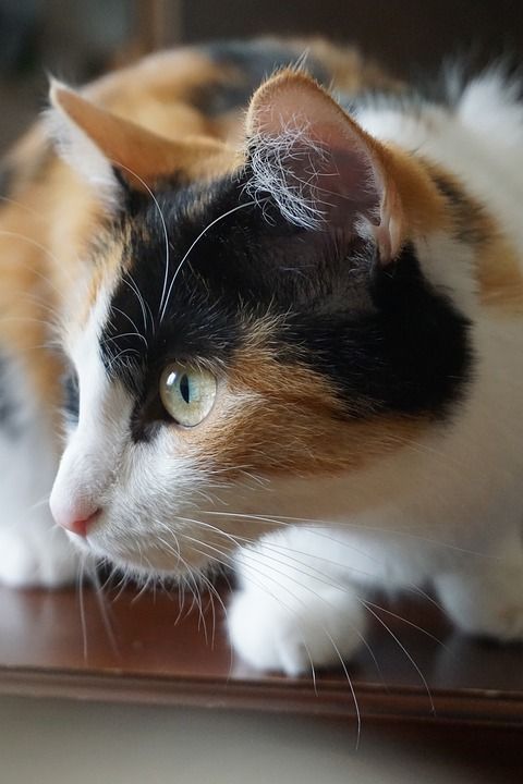 猫 幸运猫 家畜 动物 关闭 三色 家猫 猫脸 爪子