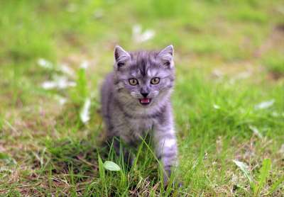 猫 狗 狗和猫 猫狗 宠物 可爱的 国内的 动物 小猫