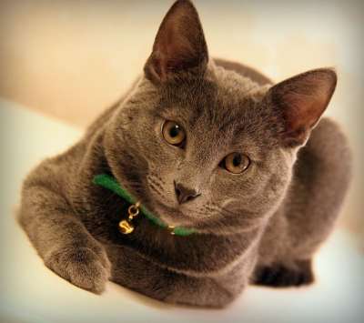 猫 灰色的 动物 猫简介 灰猫宠物