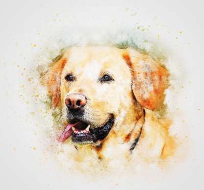 狗 宠物 拉布拉多犬 动物 肖像 艺术 抽象 水彩 自然