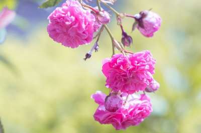 玫瑰 花 粉色的 粉红玫瑰 粉色花 开花 玫瑰园 花园 在花园里