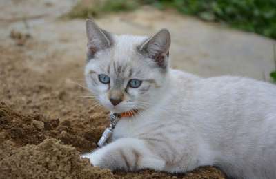 小猫 蓝眼睛 看 猫科动物 挖 家畜 猫看 躺着的猫