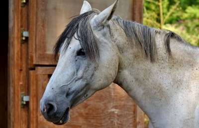 马 模具 Reiterhof 动物 白马 自然 谷仓 马头 骑马