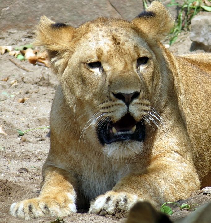 母狮 野猫 捕食者 动物园 狮子 动物 哺乳动物 猫 大