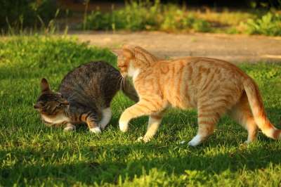 猫 小猫 鲭鱼 红猫 家猫 夏天 暮光