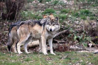 狼 墨西哥狼 野生动物 荒野 自然 毛皮 犬类 捕食者