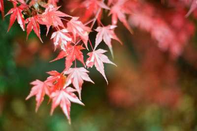 秋季 秋天的树叶 叶 日历 红枫树