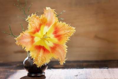 郁金香 花 开花 黄色 红色的 橙色的 美丽的 花瓶 阳光