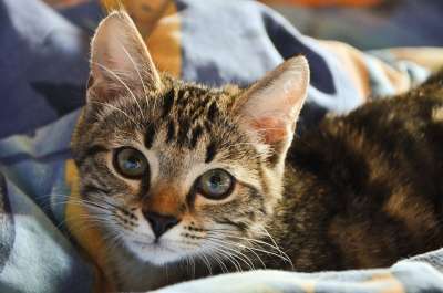 猫 天花板 家畜 床 动物 可爱的 小猫 眼睛 家猫