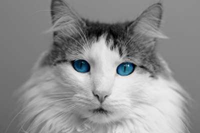 猫 动物 家猫 哺乳动物 家畜 毛皮 野生动物 可爱的 眼睛
