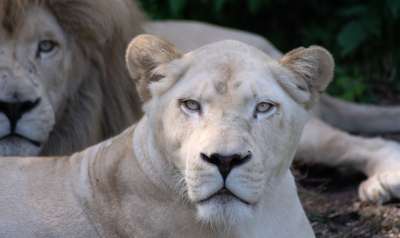 狮子 母狮 捕食者 猫 食肉动物 大猫 荒野 非洲 毛皮
