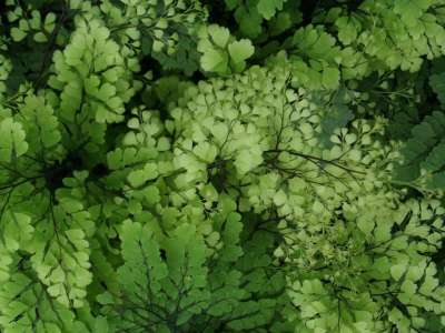 蕨类 威廉玛 温室 绿色 细节 叶子