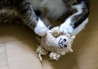 猫 俏皮的 猫玩具 欧洲短毛 猫爪 爪子 家畜 动物 玩