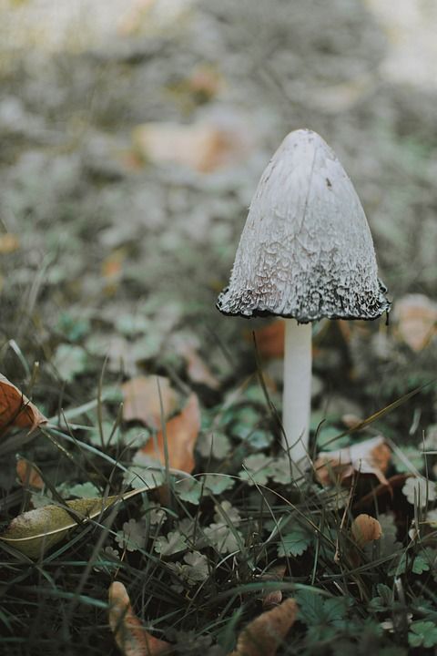 蘑菇 自然 落下 森林 森林地面 白色的 秋天的 森林蘑菇