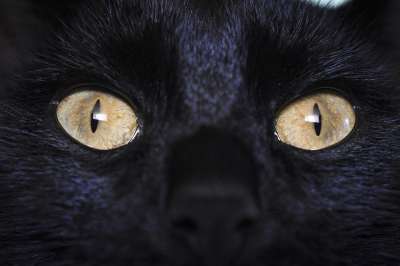 猫 黑猫 动物 宠物 小猫咪 轮廓 被驯服的 眼睛 艺术 晶须