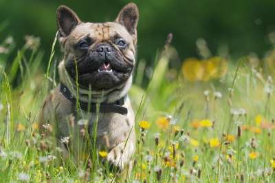 狗 斗牛犬 花草甸 喜悦