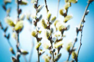 柳 开花 春天 柳树 植物 分行 关闭 春天的迹象 春季觉醒