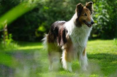 牧羊犬 苏格兰 英国人的旅馆 大肠杆菌 漂亮 狗 家庭