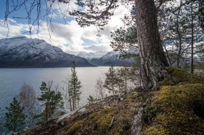 树 坡 山 景观 视图 岩 森林