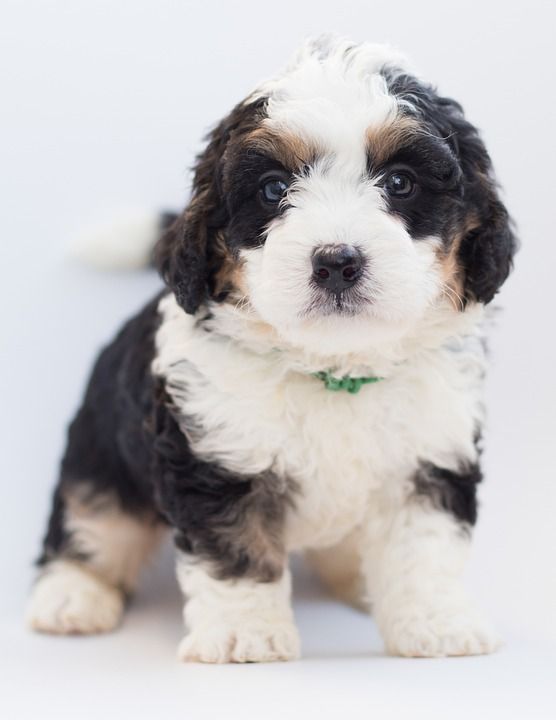 Bernedoodle 狗 小狗 涂鸦 贵宾犬 伯恩山犬