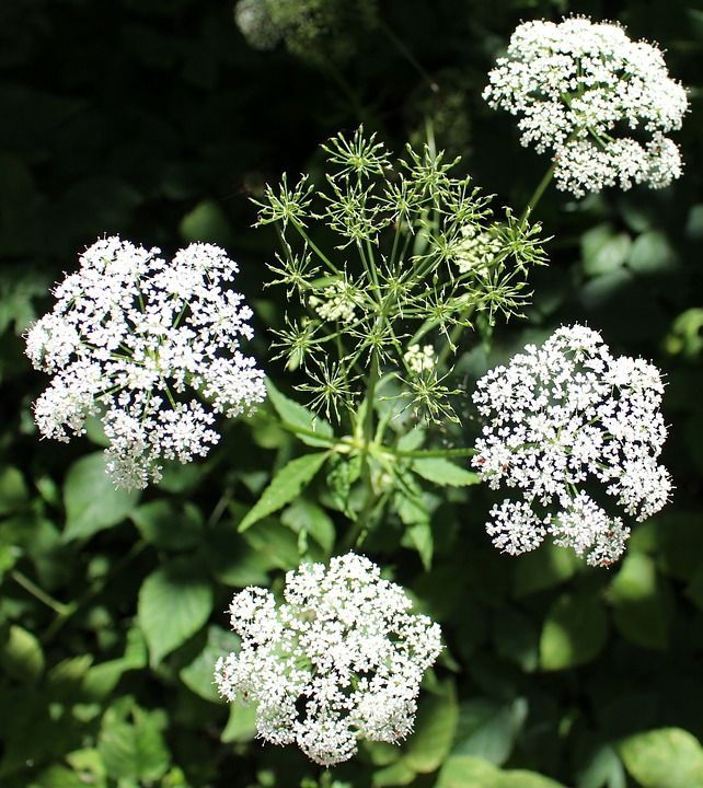 细叶芹 野山萝卜 峨 白色的 Doldengewaechs 森林