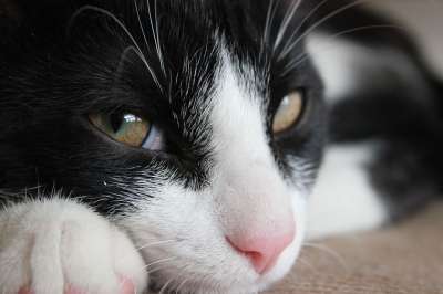 猫 猫的眼睛 猫科动物 特写 脸 灰猫 灰关闭