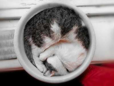 猫 家庭宠物 宠物 卷起 梦 睡觉 动物 小憩 扭曲的