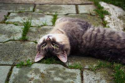 猫 视线 灰色的
