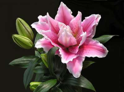 百合 花 粉色的 装饰性的 电灯泡 花园 自然 剪出 孤立