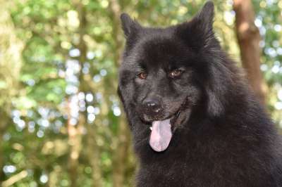 欧亚大陆 欧亚狗 外部 森林 狗 犬类 宠物 动物
