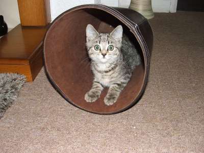 猫 小猫 年轻 俏皮的 动物 宠物 可爱的