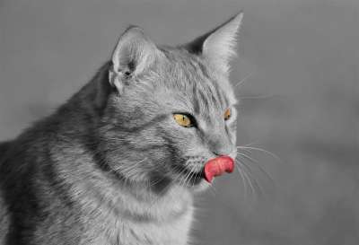 猫 黑和白 舔 舌头 动物 宠物 国内的 坐着 有趣的 俏皮的
