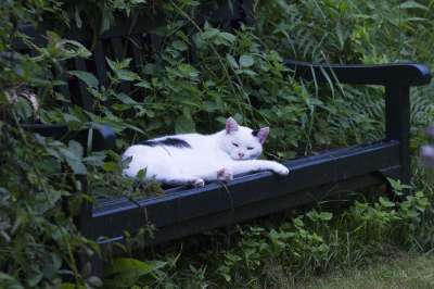 猫咪 Katze 动物 宠物