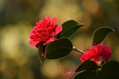 杜鹃 花 灌木 盛开 春天的时候 花瓣 叶子 飞 花园
