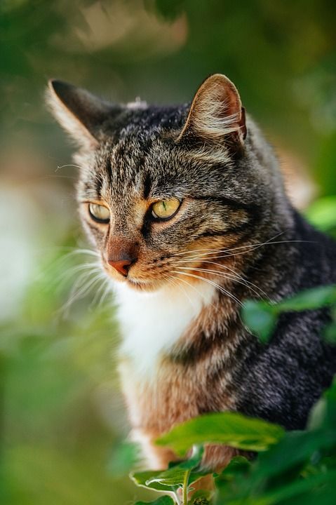 猫 宠物 猫科动物 动物 毛皮 基蒂 国内的 国内的猫 猫肖像