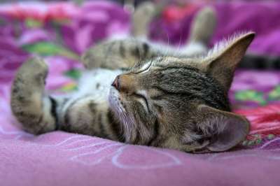宿醉 小的 鲭鱼 小猫 家猫 家畜 可爱的 猫 猫宝宝 猫脸